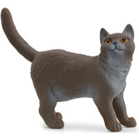 British Shorthair Cat image