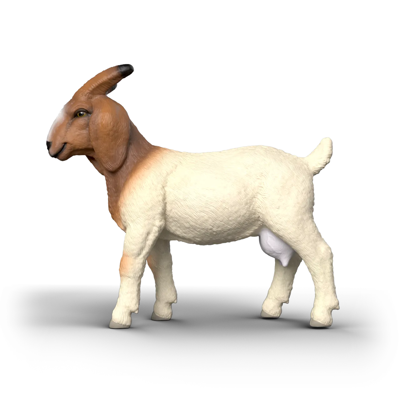 Boer Goat image