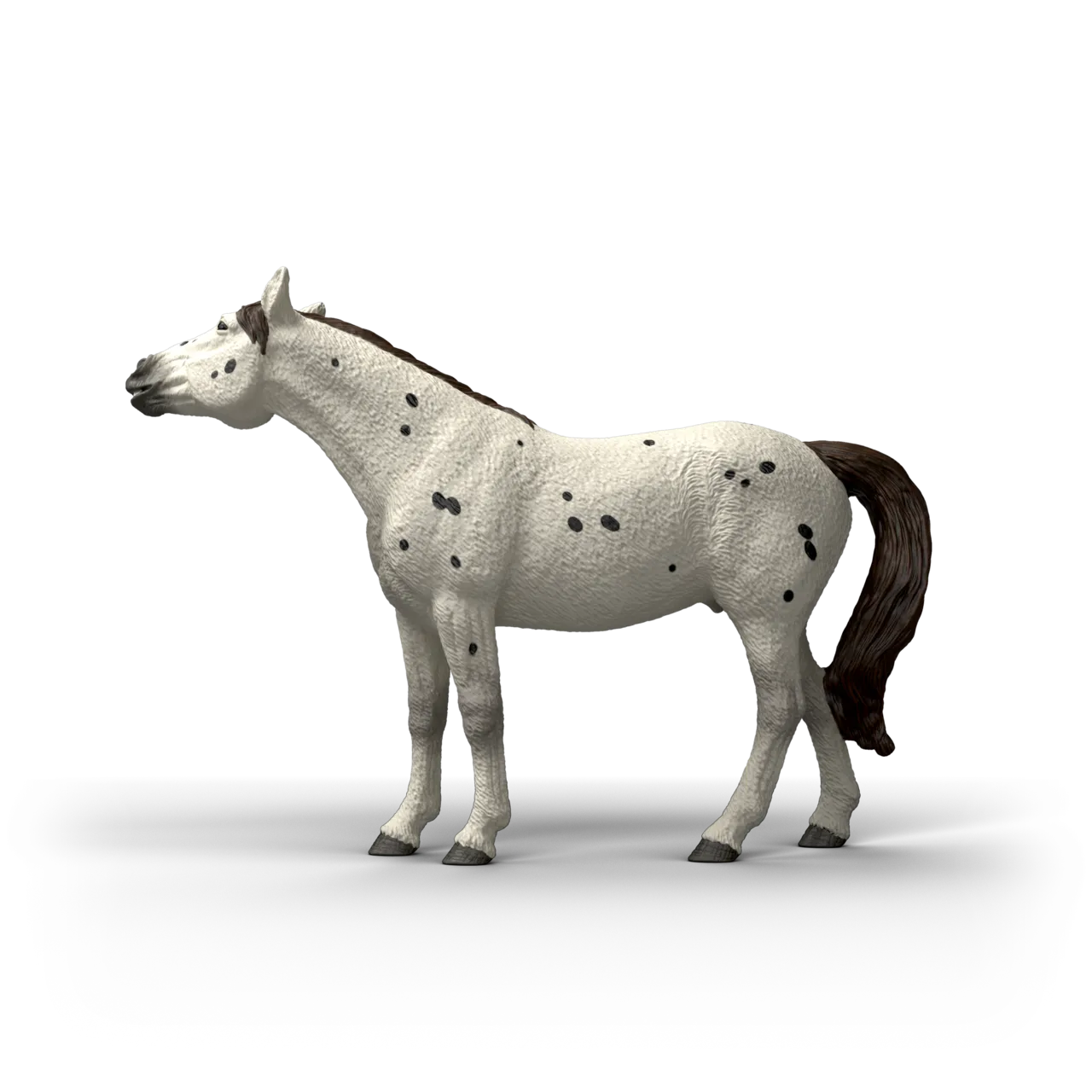 Knabstrupper Gelding image