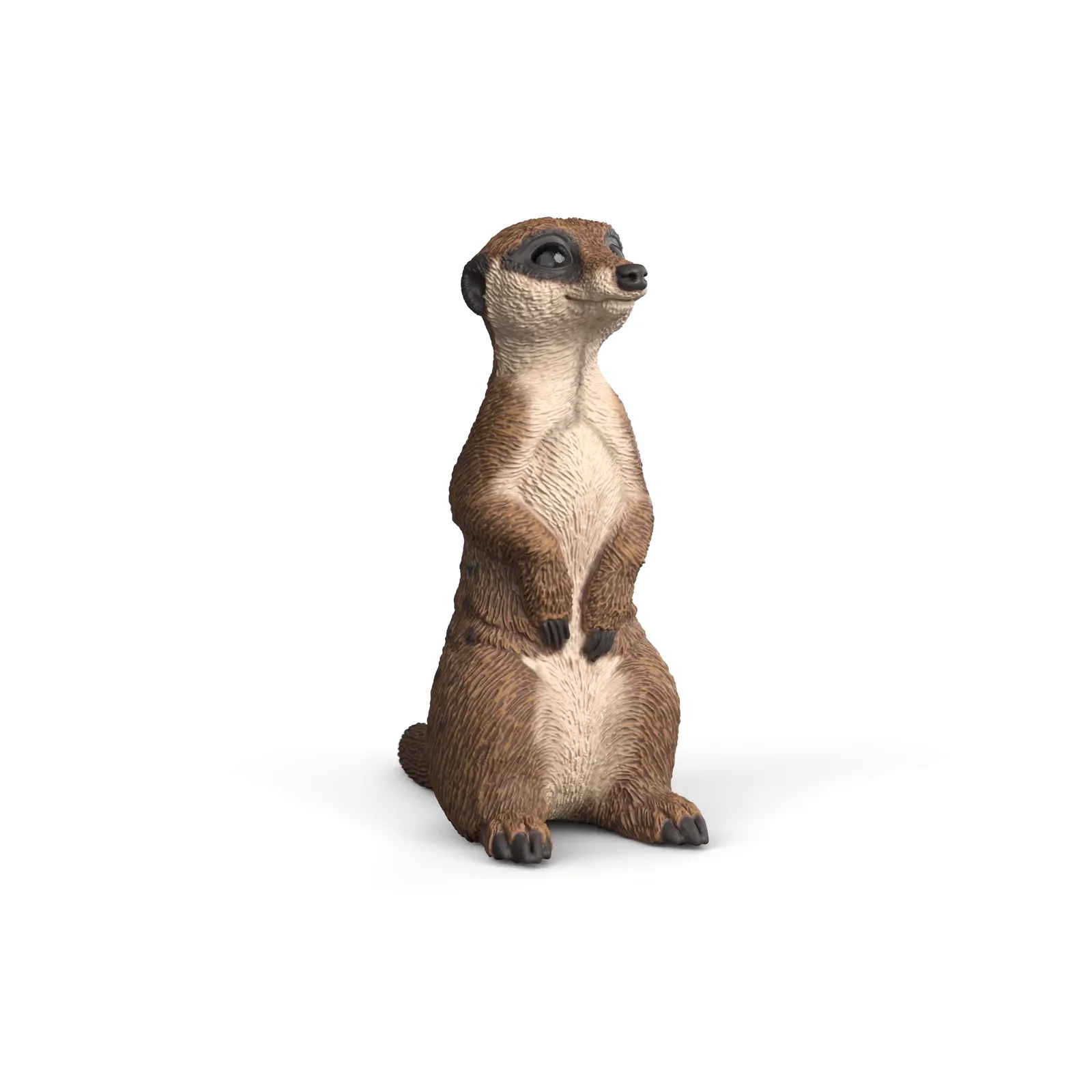 Meerkat image