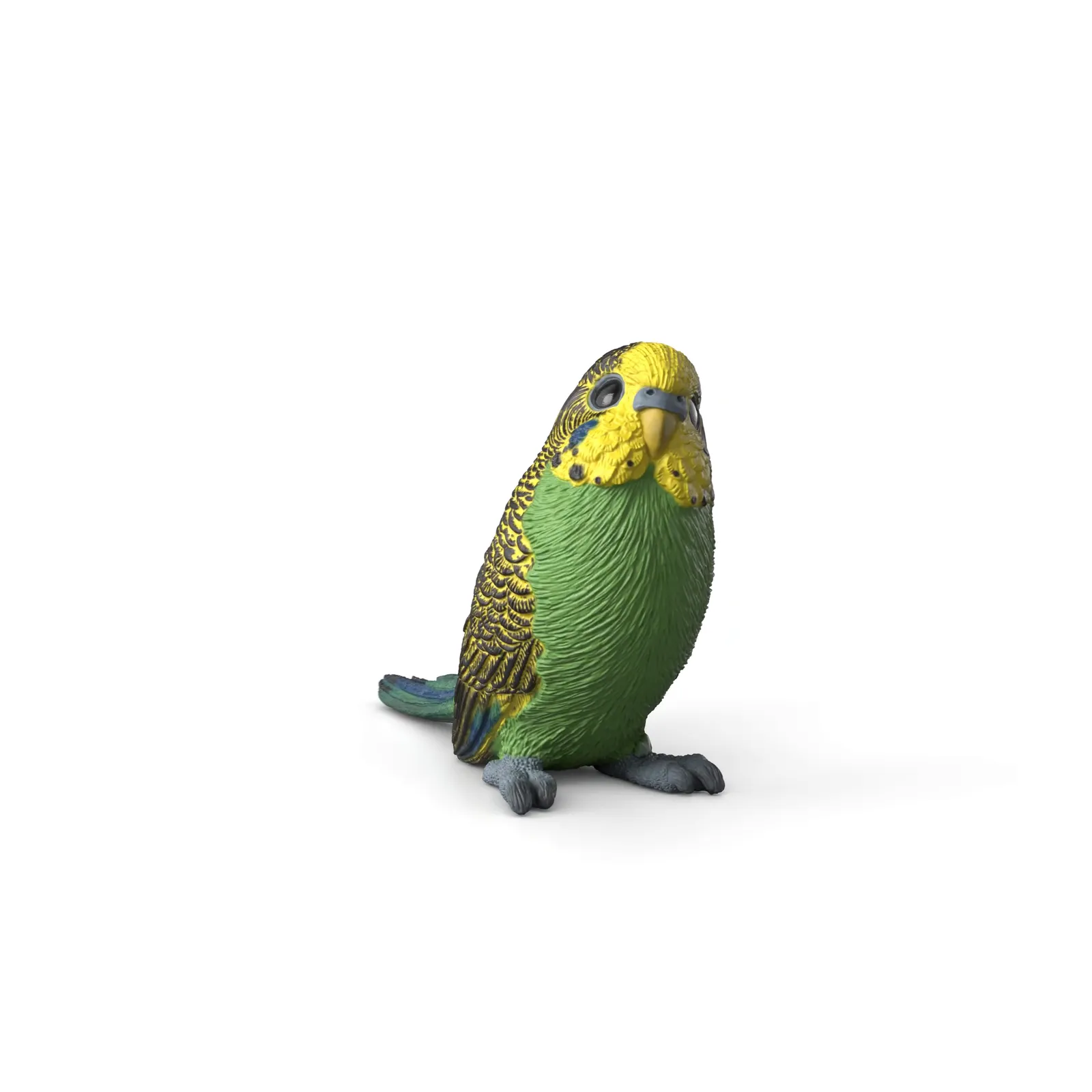 Budgie image