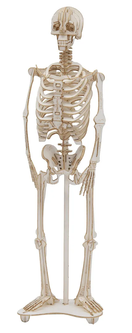 3D Paper Model- Skeleton image