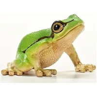European Tree Frog - 2025 image