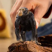 Chimpanzee - 2025 image