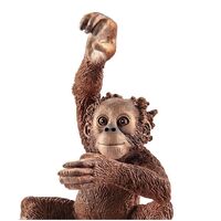 Orangutan (Young) image