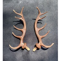Antlers For Cuckoo Clock Plastic 125mm image