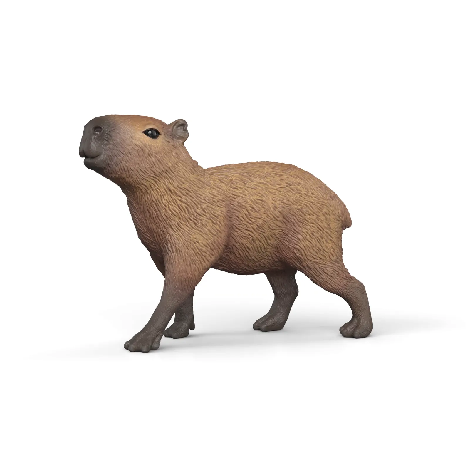 Capybara image