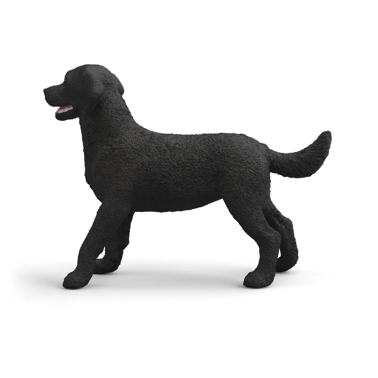 Black Labrador Retriever Female image