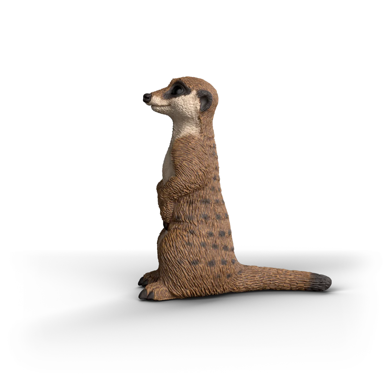 Meerkat image