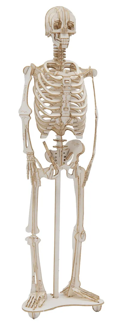 3D Paper Model- Skeleton image