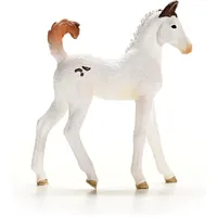 Marwari Foal - 2025 image
