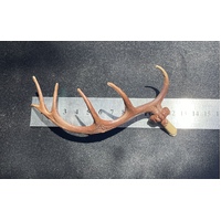 Antlers For Cuckoo Clock Plastic 125mm image