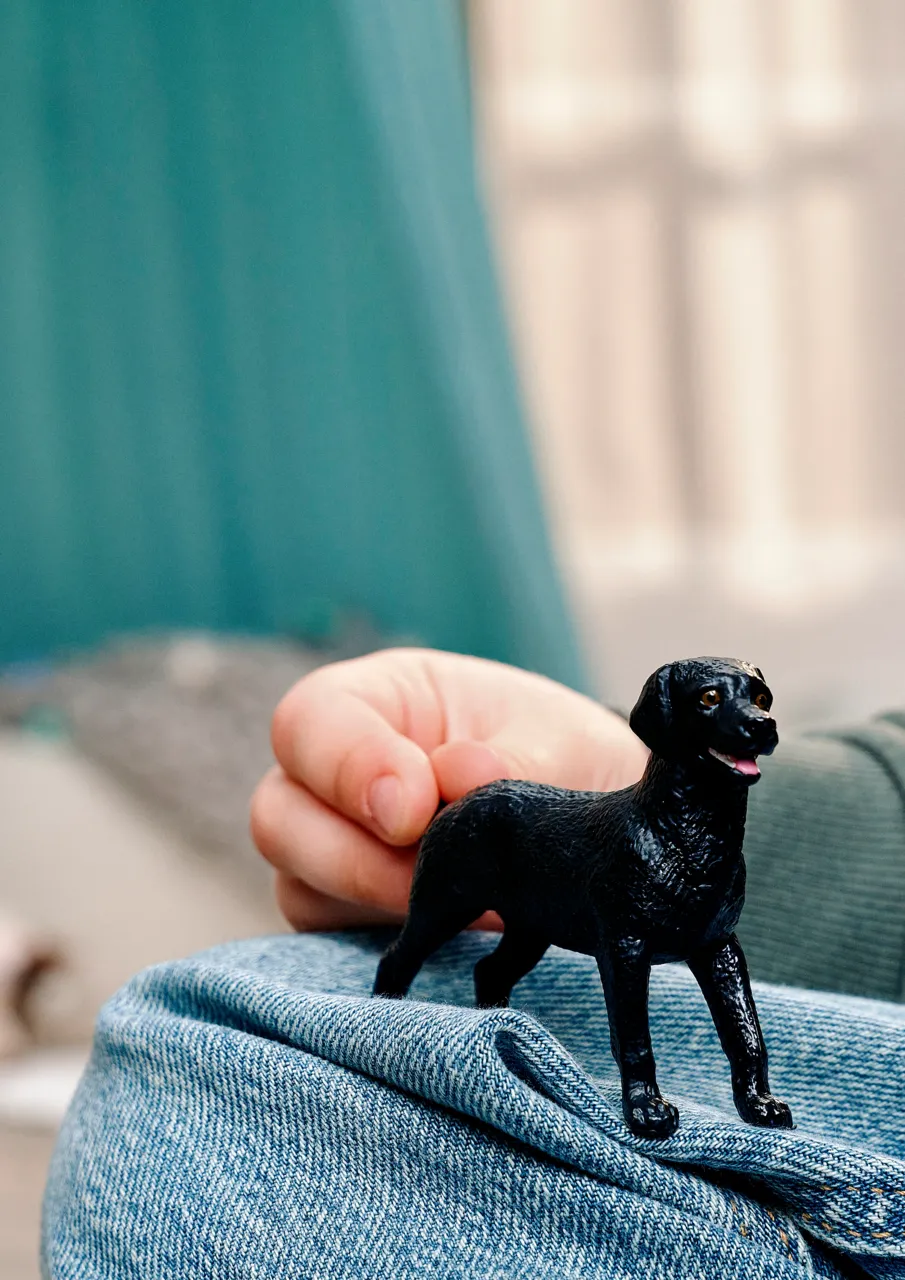 Black Labrador Retriever Female image