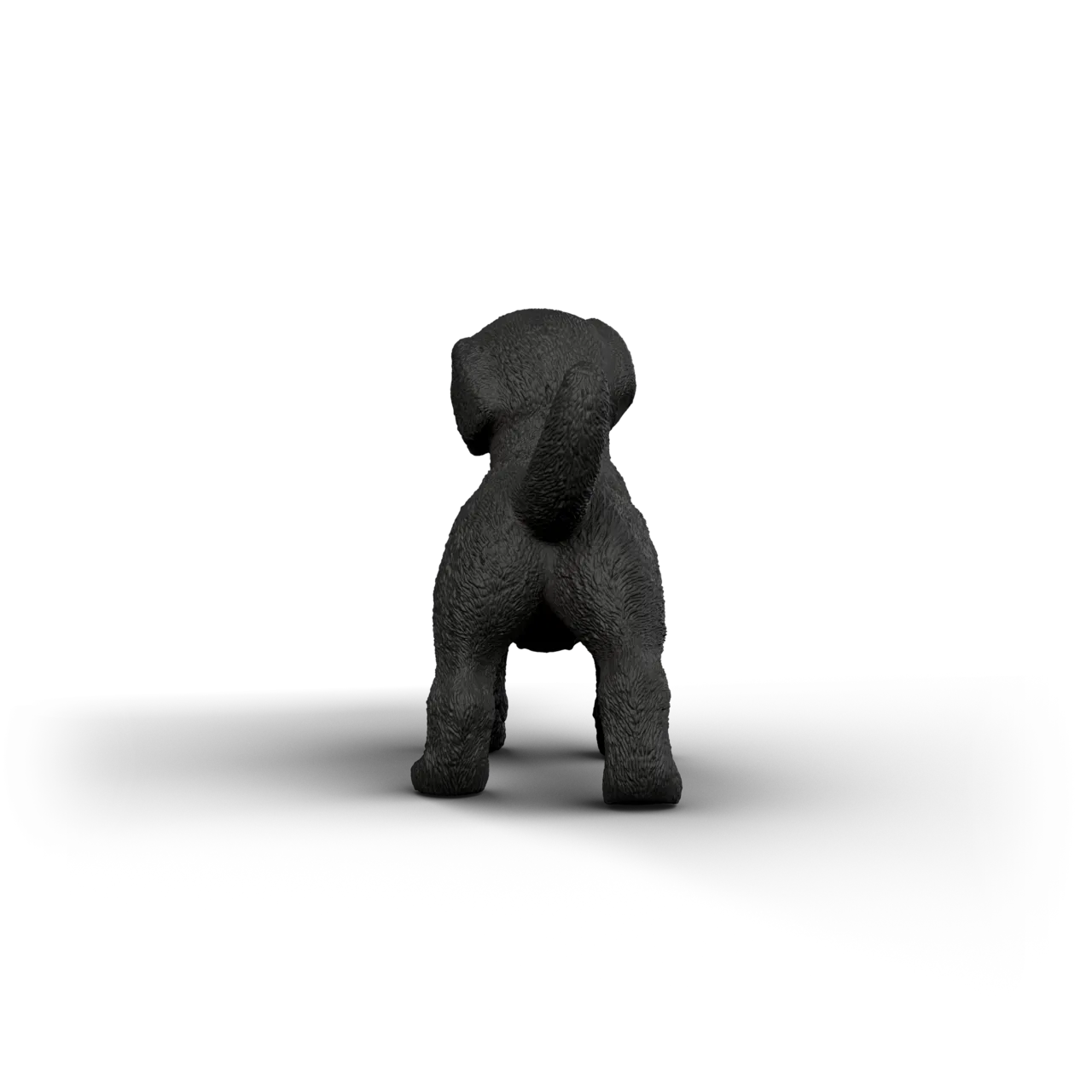 Black Labrador Retriever Puppy image