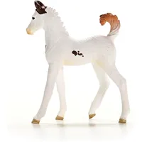 Marwari Foal - 2025 image