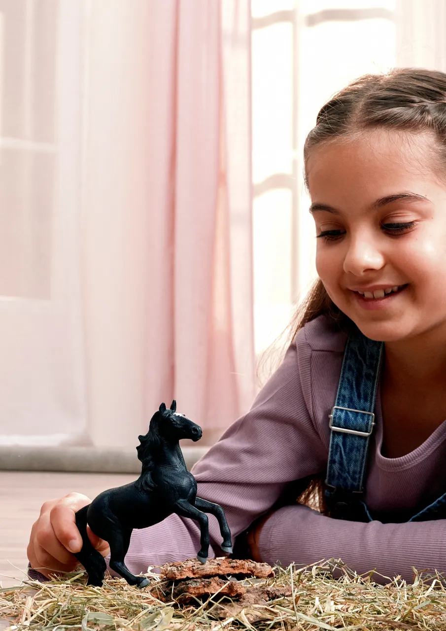 Lusitano Stallion image