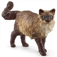 Ragdoll Cat image