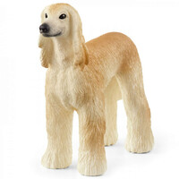 Afghan Hound