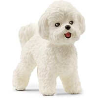 Bichon Frise