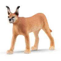 Caracal (Female)