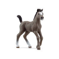 Selle Francais Foal image