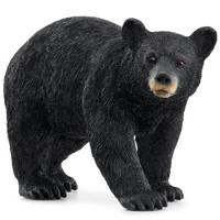 American Black Bear