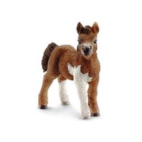 Shetland Pony Foal