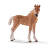 Bashkir Curly Foal