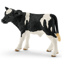 Holstein Calf