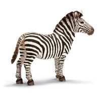 Zebra Stallion