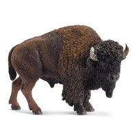 American Bison