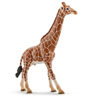 Giraffe (Male) image