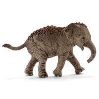 Asian Elephant Calf