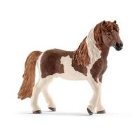 Icelandic Pony Stallion