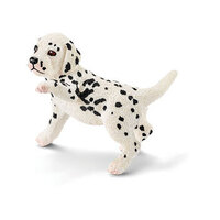 Dalmation Puppy