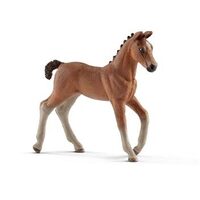 Hanoverian Foal