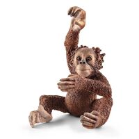 Orangutan (Young) image