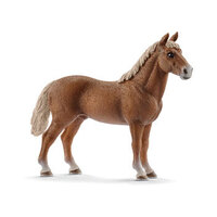 Morgan Horse Stallion
