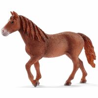 Morgan Horse Mare