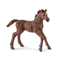 English Thoroughbred Foal