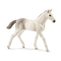 Holsteiner Foal