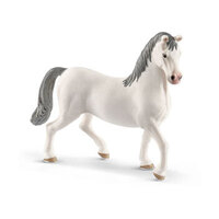 Lipizzaner Stallion