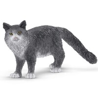 Maine Coon Cat