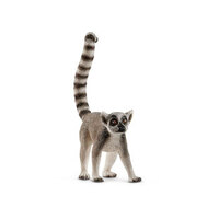 Ringtailed Lemur