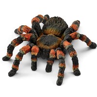 Tarantula image