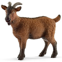 Goat