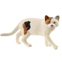 American Shorthair Cat