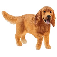  English Cocker Spaniel