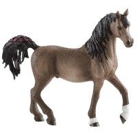 Arabian Stallion