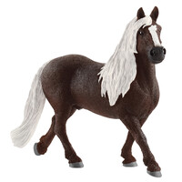 Black Forest Stallion